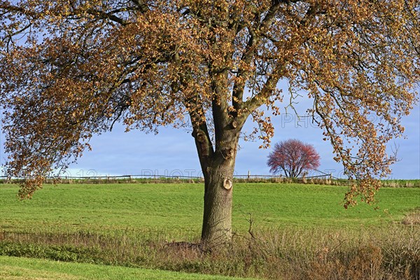 Deciduous trees