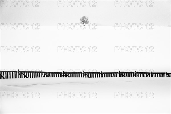 Single tree with snow fence in winter landscape