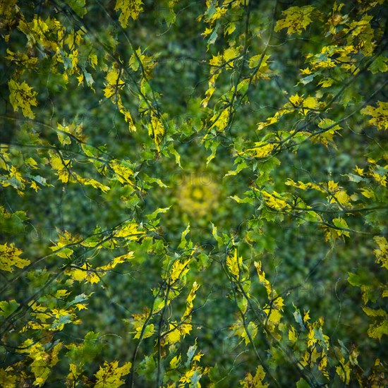Autumn mosaic