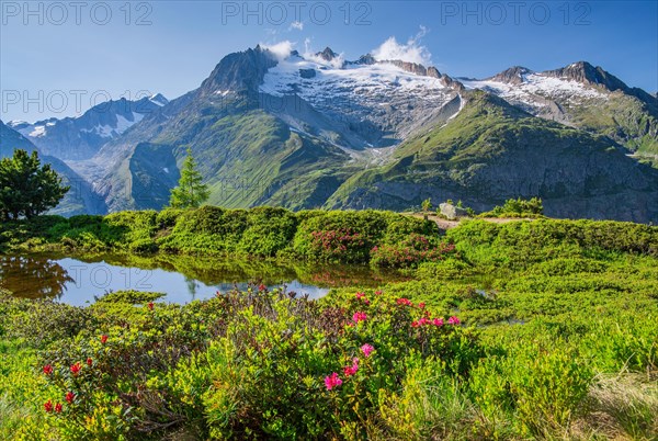 Small mountain lake with flowering alpine roses in front of the Aletschhorn 4193m