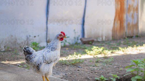 Close up of a crested chicken