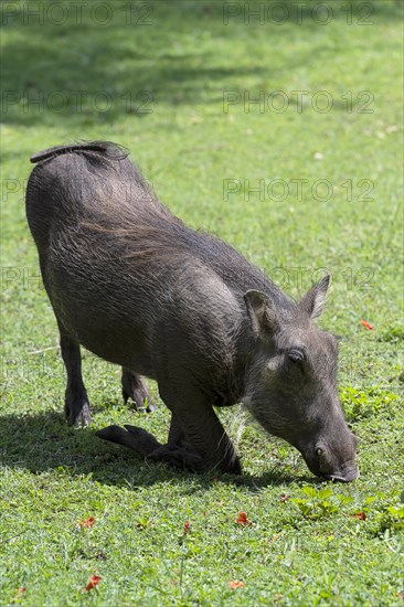 Common warthog