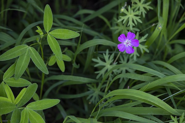 Marsh cranesbill