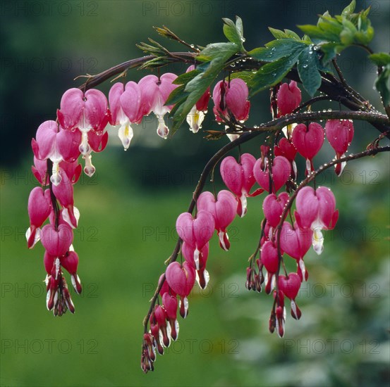 Watering heart