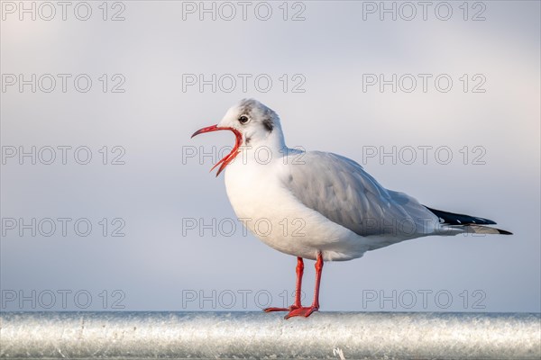 Black-headed gull in winter plumage crying with open beak. Perched on a barrier on the banks of the Rhine. France