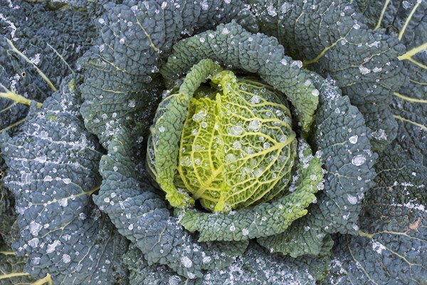 Savoy cabbage
