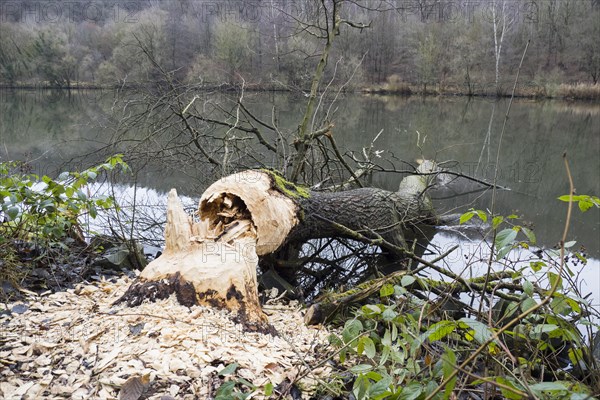 Tree felled by beaver
