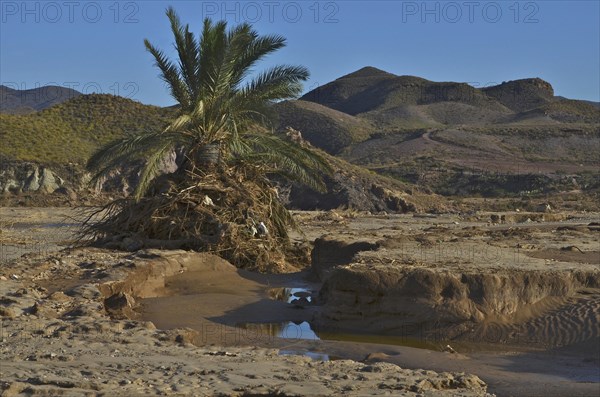Palm tree wrapped with branches and plastic on river bank after flood