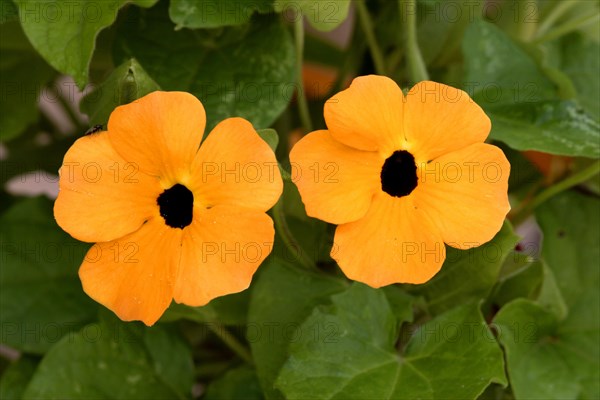 Black-Eyed black-eyed susan vine