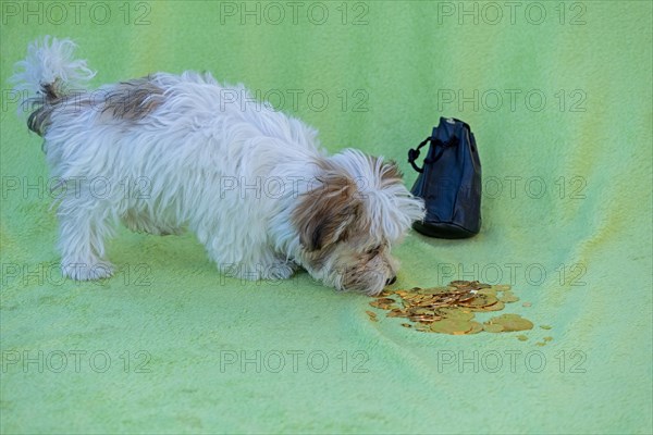 Bolonka Zwetna puppy sniffing gold coins