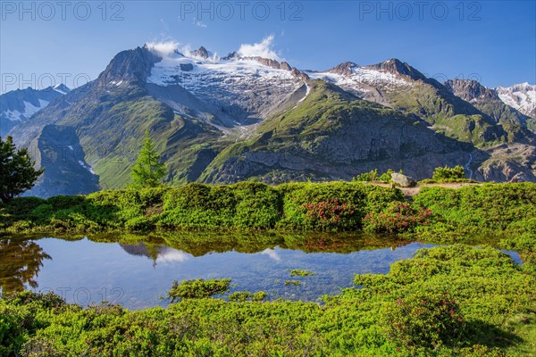 Small mountain lake with flowering alpine roses in front of the Aletschhorn 4193m