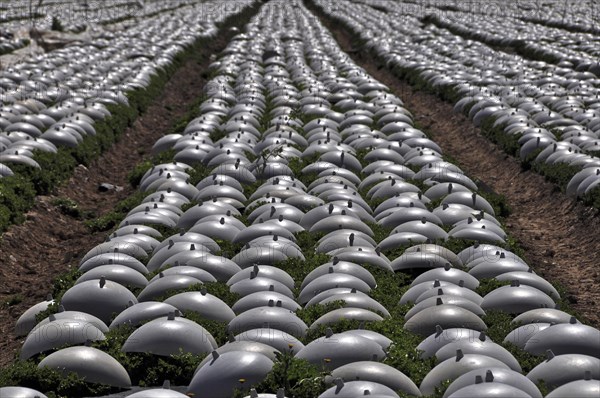 Lettuce field covered with plastic caps