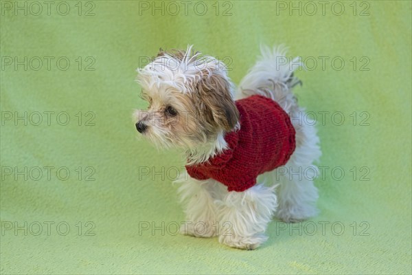 Bolonka Zwetna puppy wearing dog coat