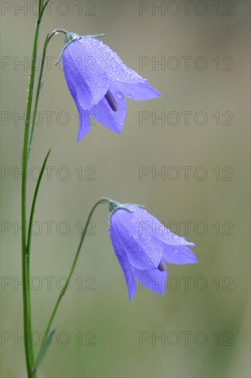 Harebell