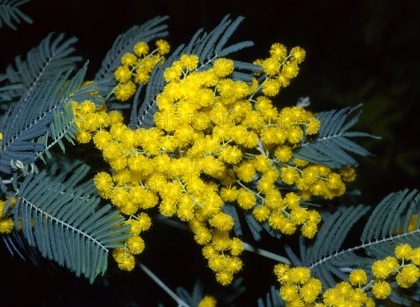 Silver wattle