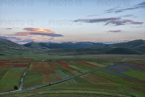 Blooming on Piano Grande di Castelluccio di Norcia