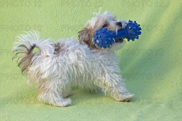 Bolonka Zwetna puppy plays