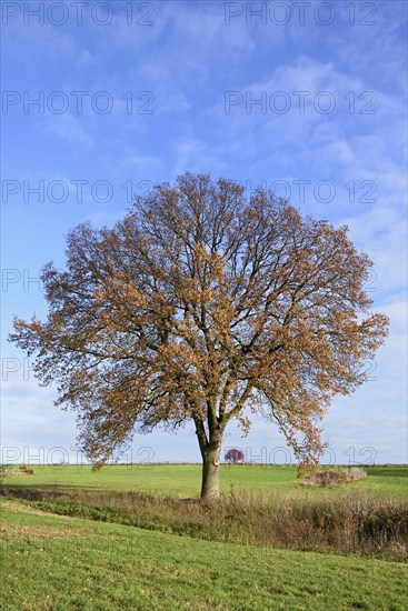 Deciduous trees