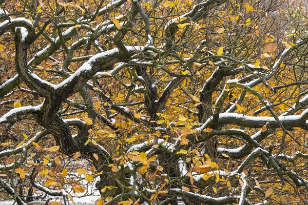 First snow on the autumnal slopes of the Bode Valley in the Harz Mountains