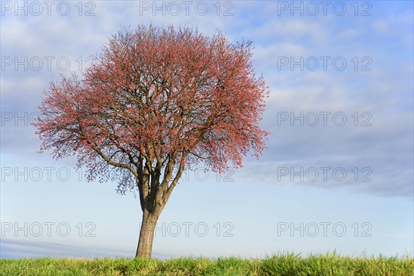 Deciduous tree