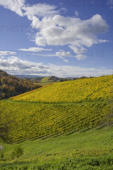 Autumn vineyards