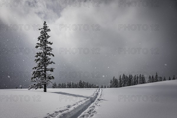 Snow-covered mountain landscape with trees in winter during snowfall