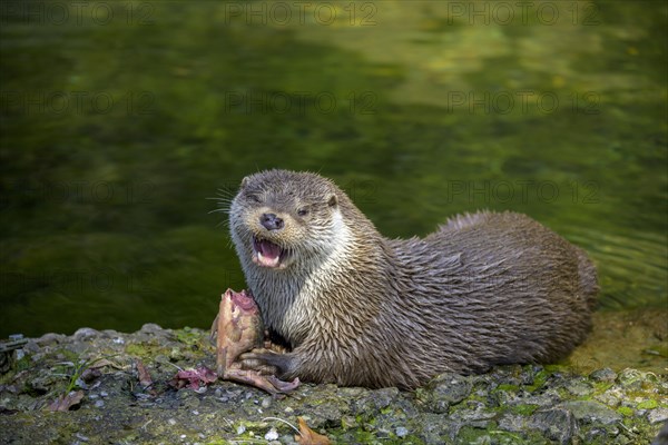European otter