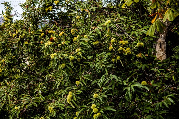 Chestnuts