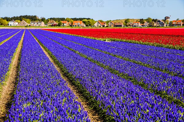 Fields of grape hyacinths in bloom