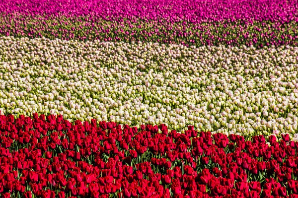 Flowering tulip fields