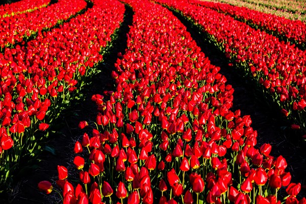 Flowering tulip fields