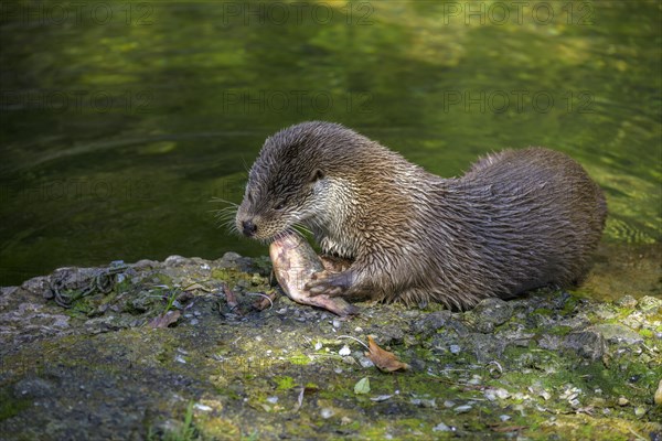 European otter