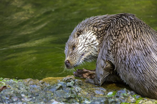 European otter