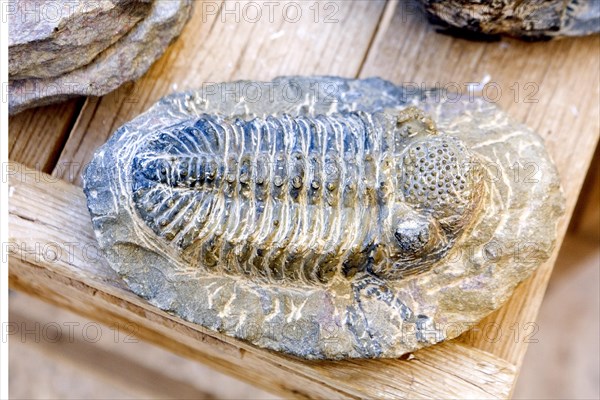 Fossils