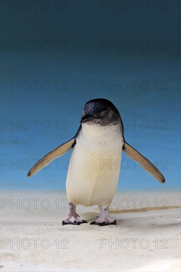 Little penguin