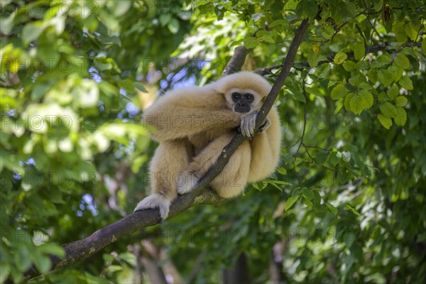 White-handed gibbon