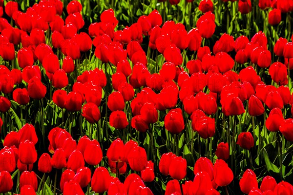 Flowering tulip fields
