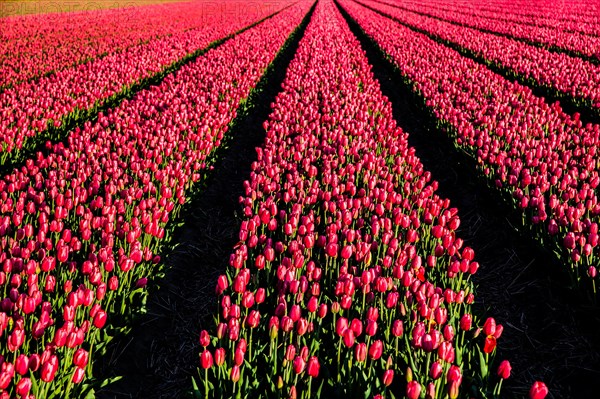 Flowering tulip fields