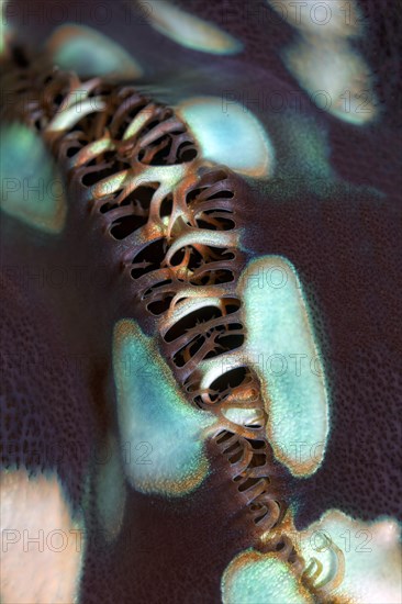 Detail