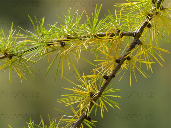 European larch (Larix decidua)