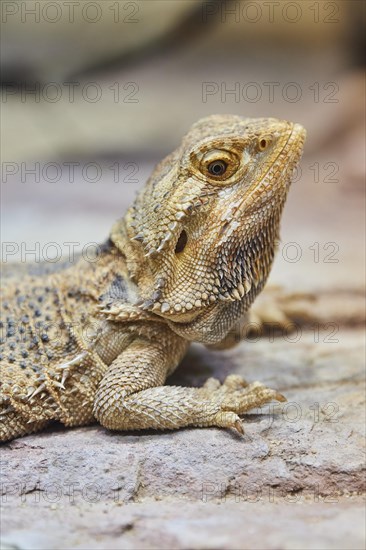 Frilled lizard (Chlamydosaurus kingii)