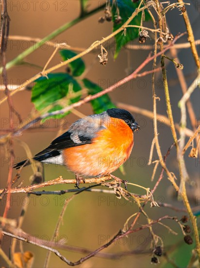 Eurasian Bullfinch (Pyrrhula pyrrhula)