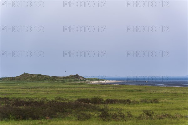 Coastal salt marshes
