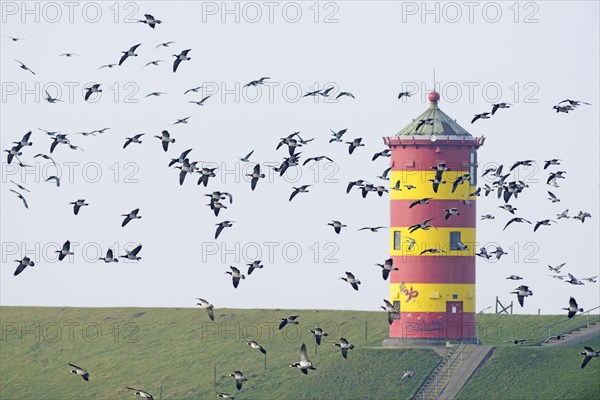 Barnacle geese (Branta leucopsis) at Pilsum lighthouse