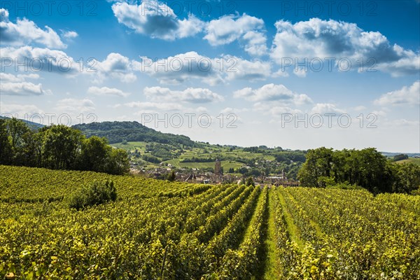 Arbois
