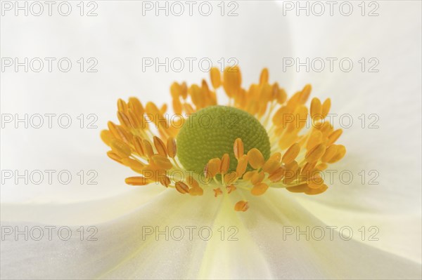 White chinese anemones (Anemone hupehensis)