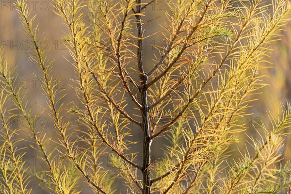 European larch (Larix decidua)