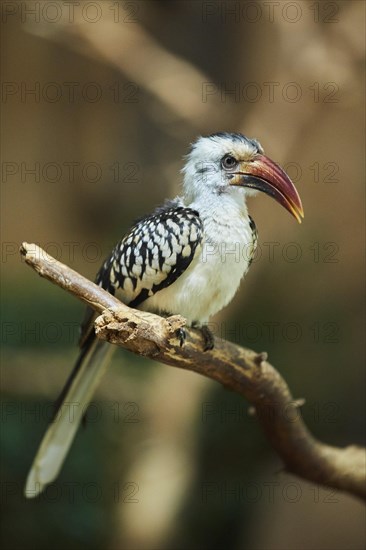 Northern red-billed hornbill (Tockus erythrorhynchus)