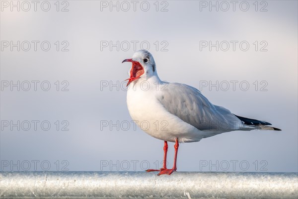 Laughing gull in winter plumage screaming with open beak standing on railing