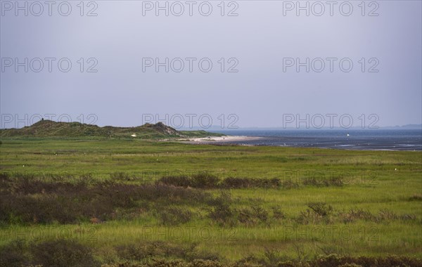 Coastal salt marshes